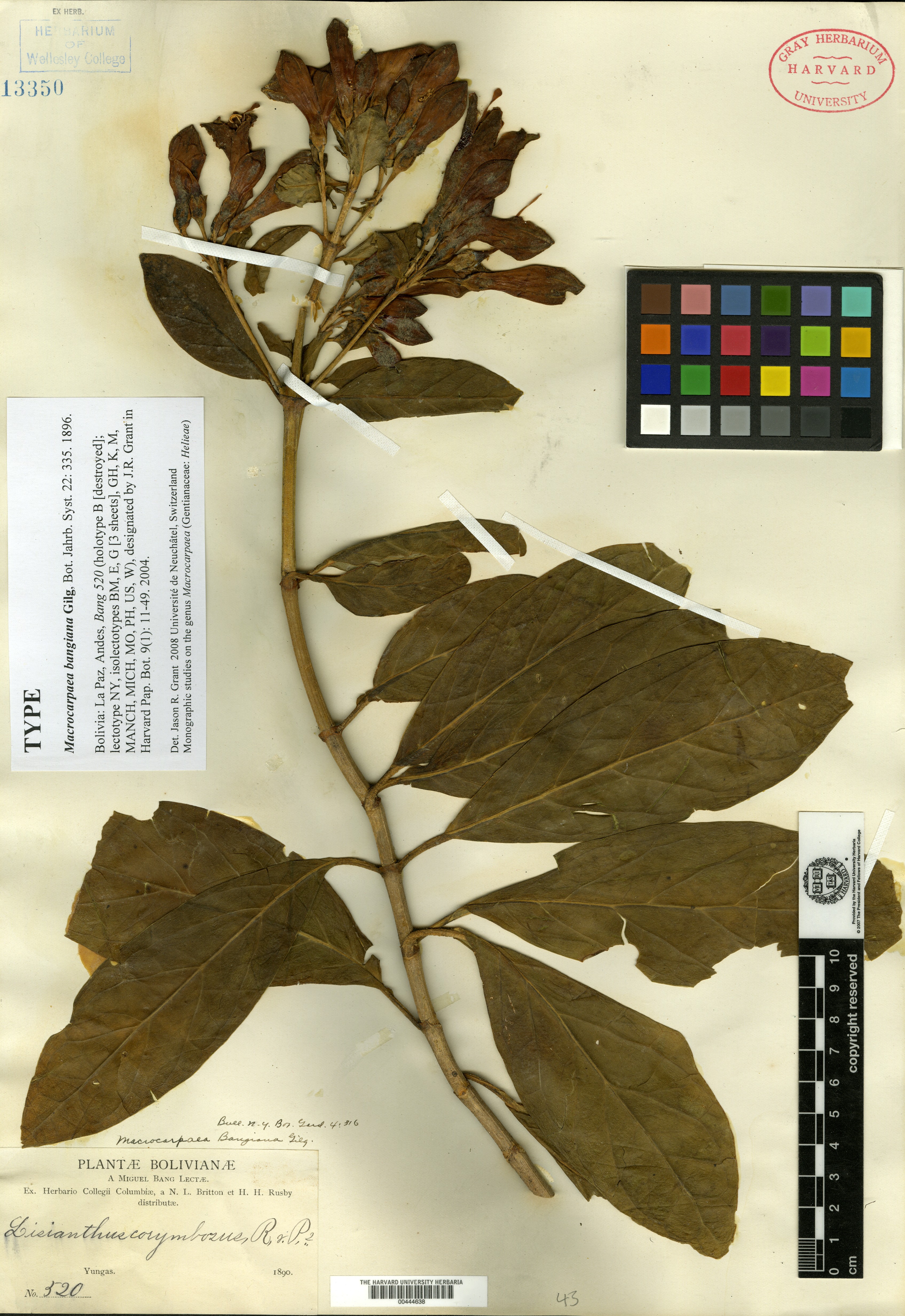 Macrocarpaea bangiana image