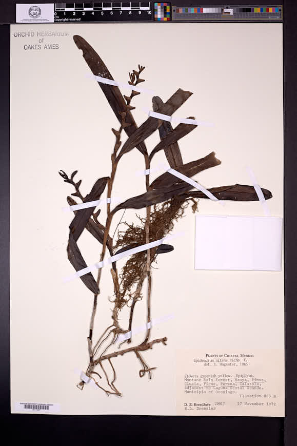 Epidendrum nitens image