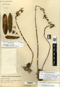 Bulbophyllum rigidum image