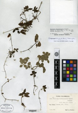 Peperomia jamesoniana image