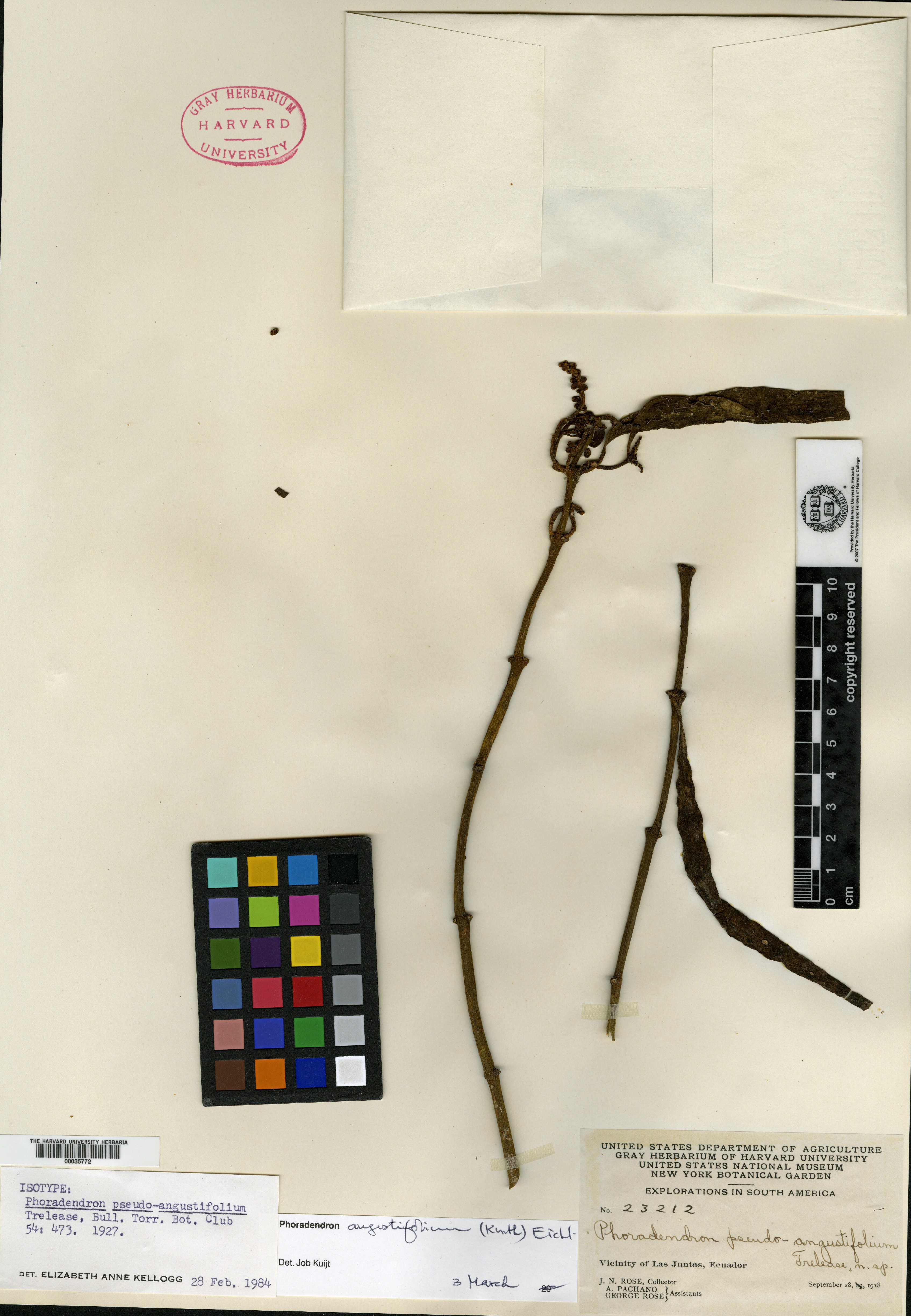 Phoradendron pseudo-angustifolium image