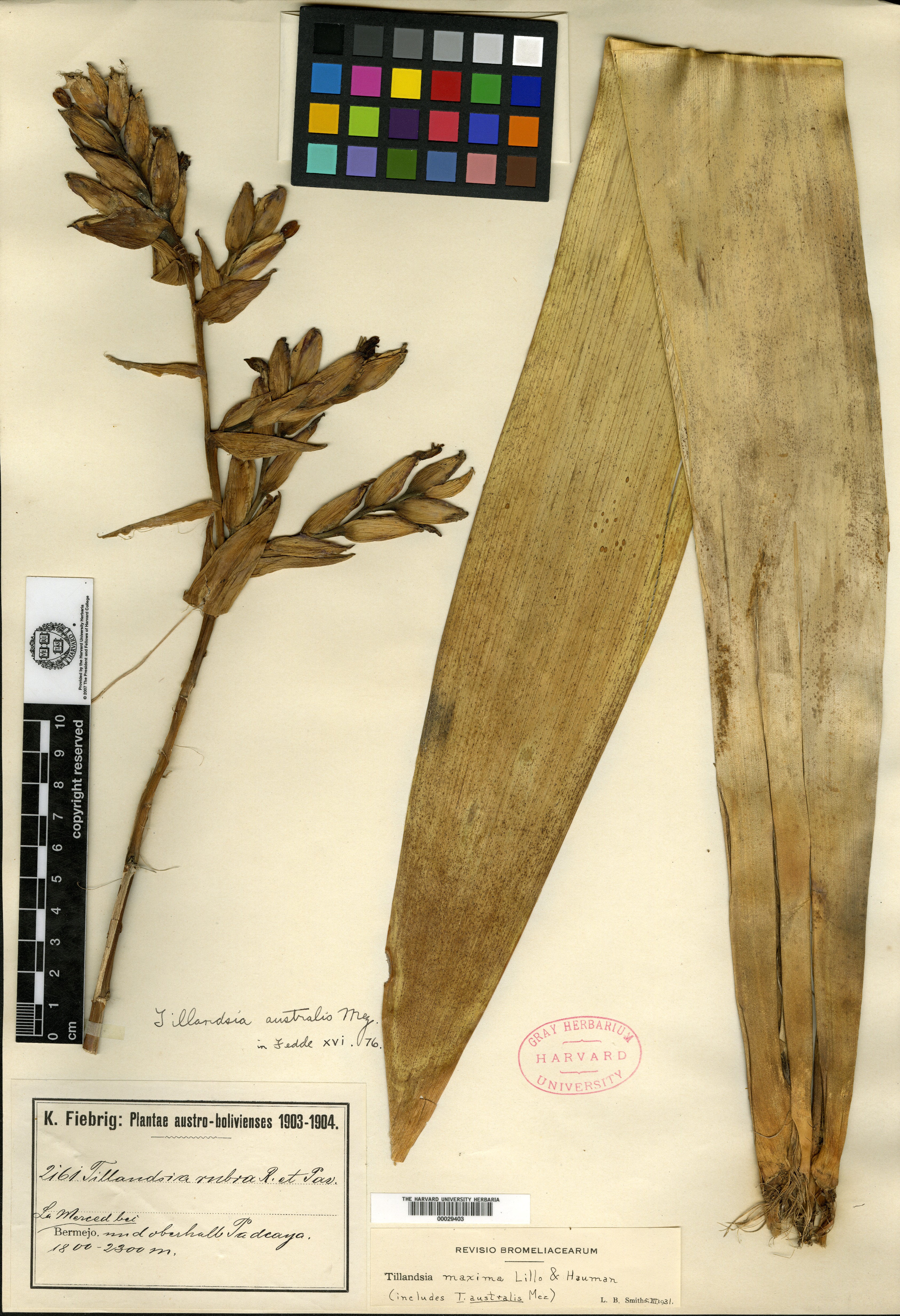 Tillandsia cauliflora image