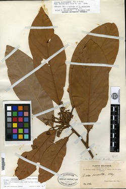 Caryodaphnopsis inaequalis image