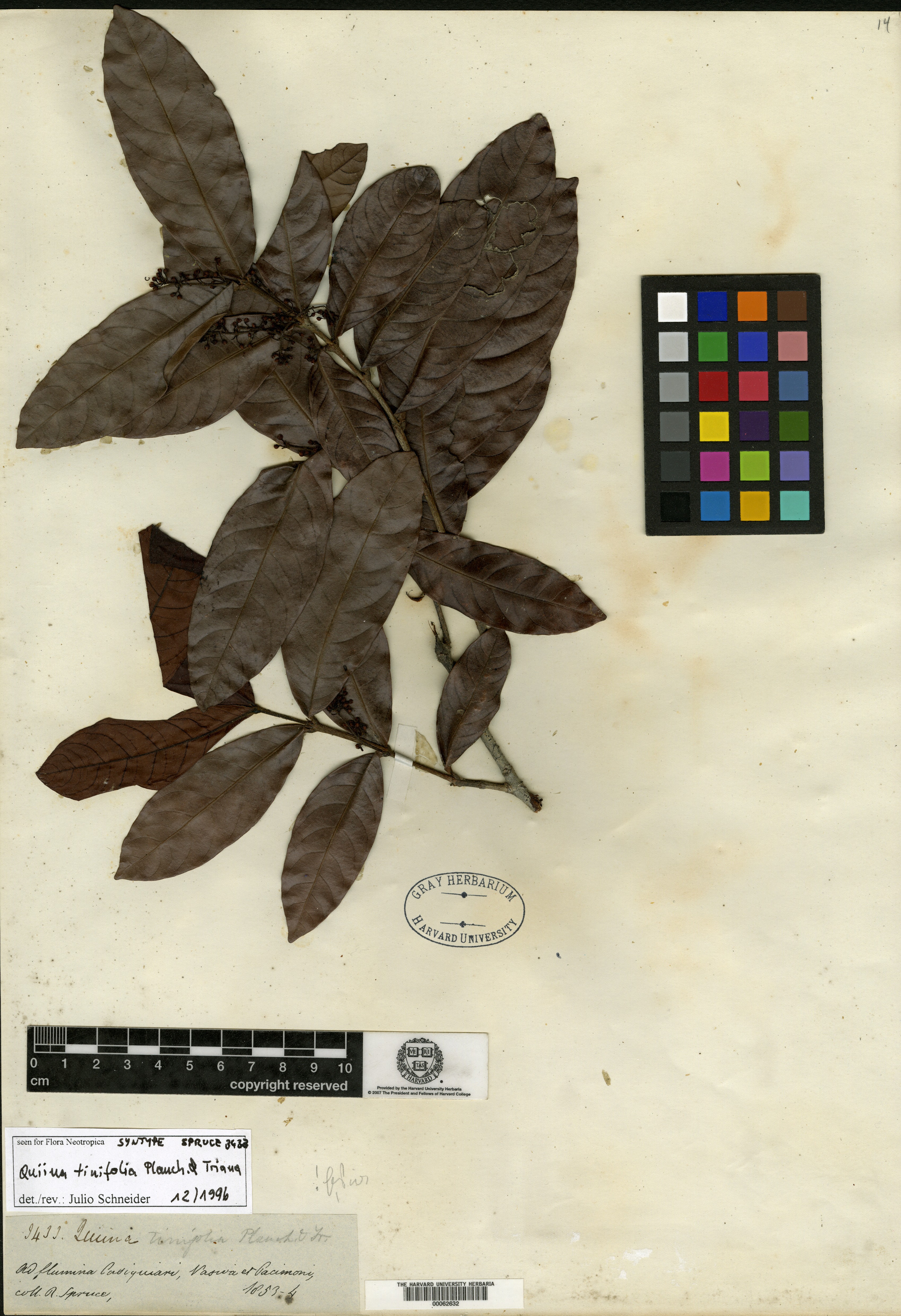 Quiina tinifolia image