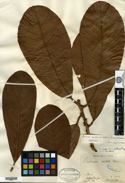 Ecclinusa ramiflora image