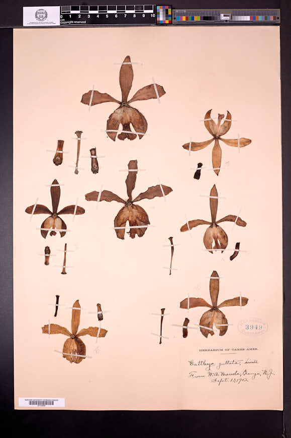 Cattleya guttata image