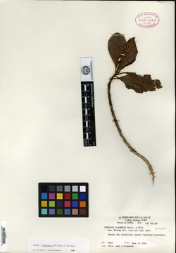 Gesneria clarensis image