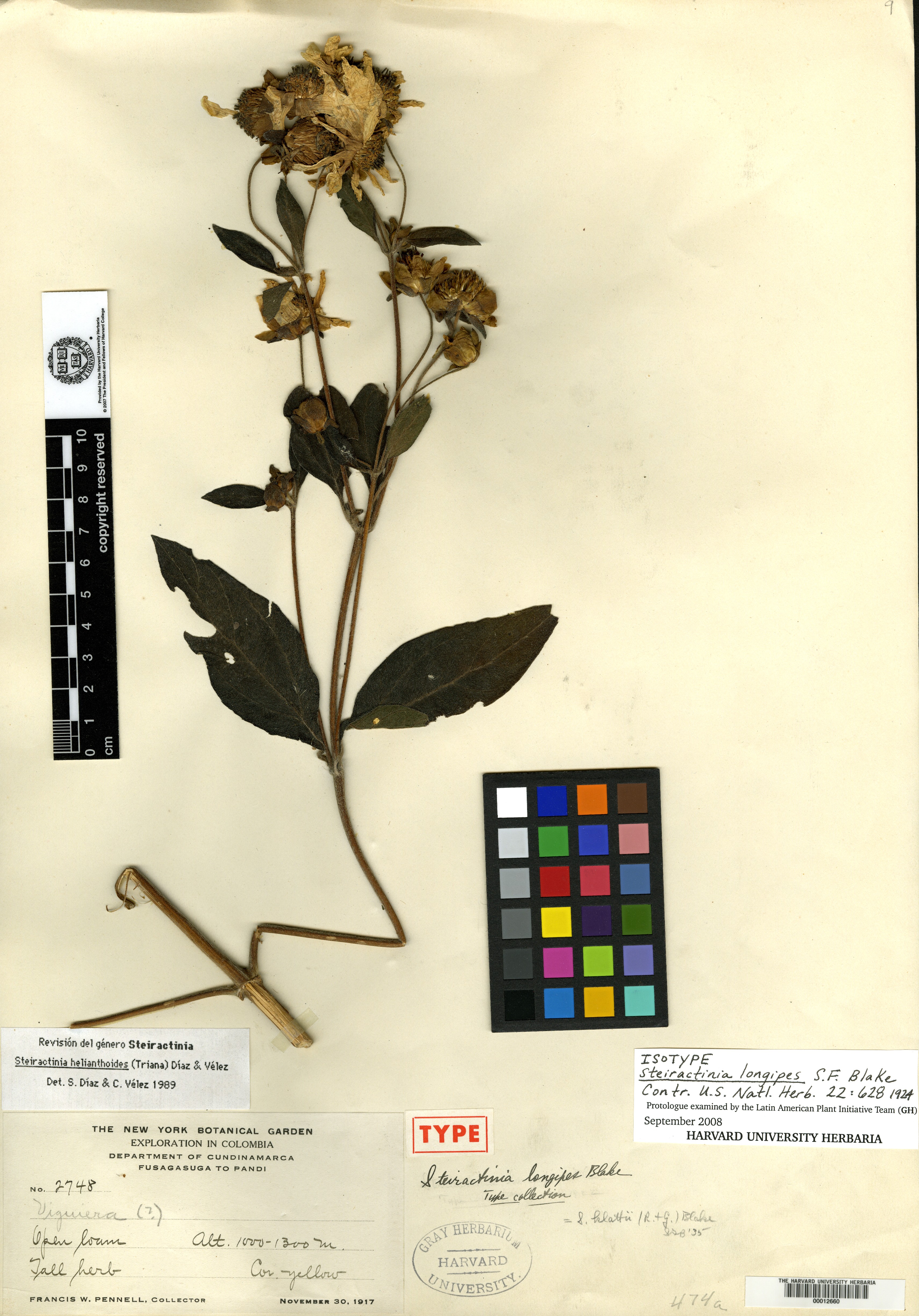 Steiractinia longipes image