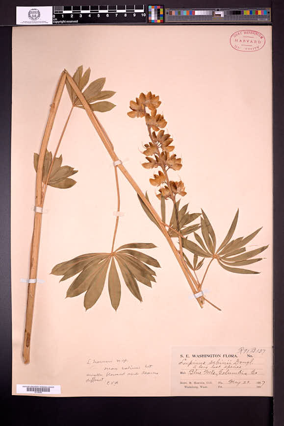 Lupinus sabinianus image