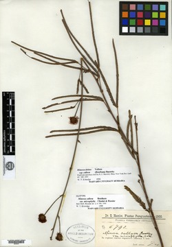 Mimosa acerba var. latifolia image