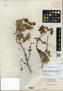 Myrtus osteomeloides image