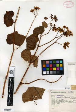 Begonia hintoniana image