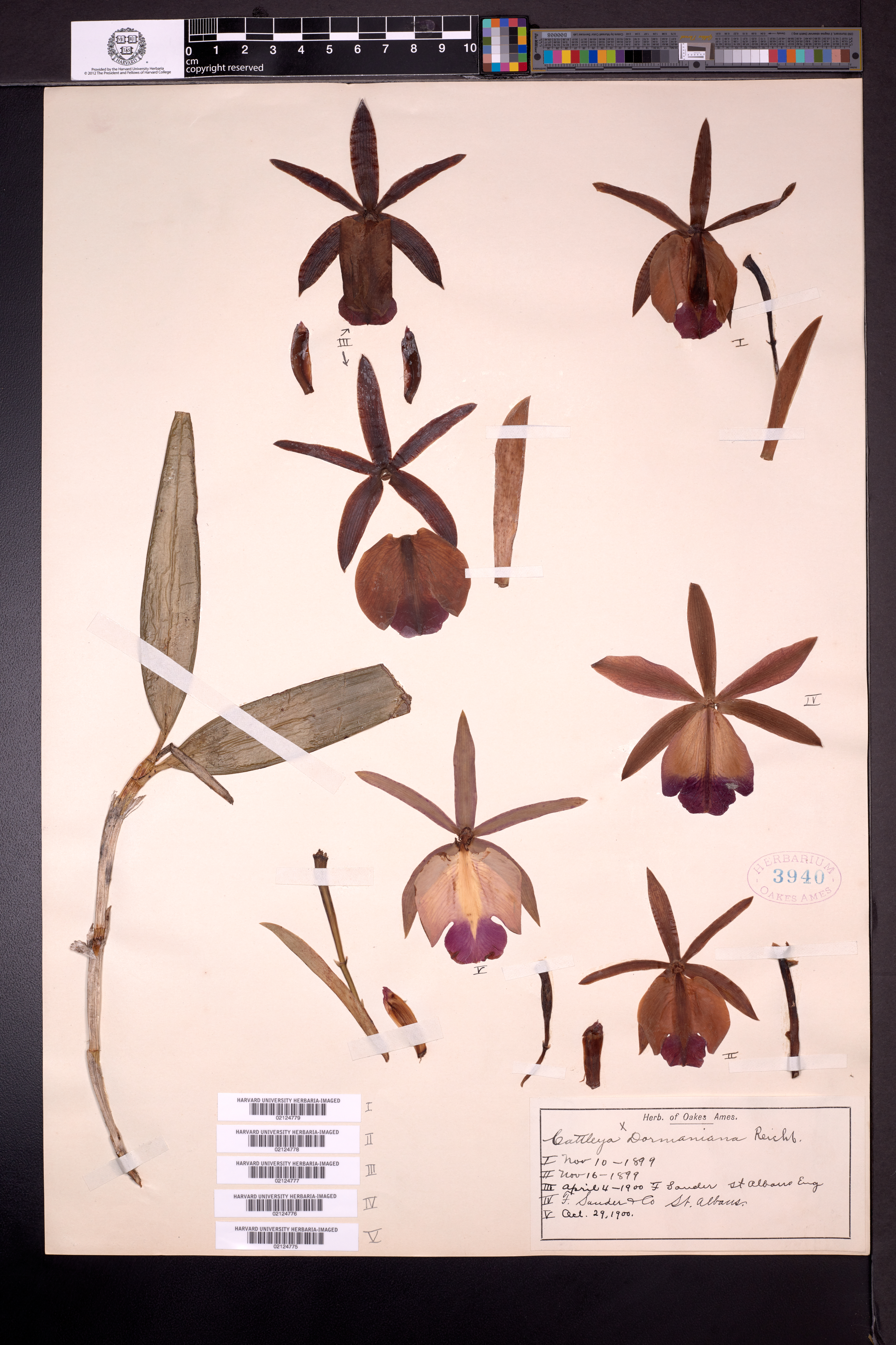 Cattleya dormaniana image