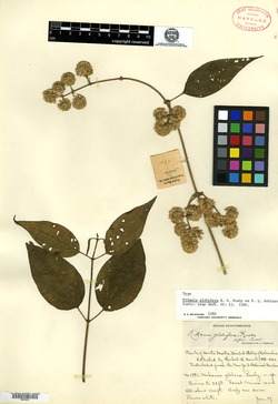 Mikania globifera image