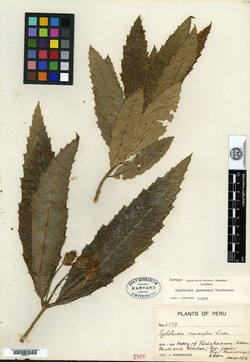 Aphelandra juninensis image