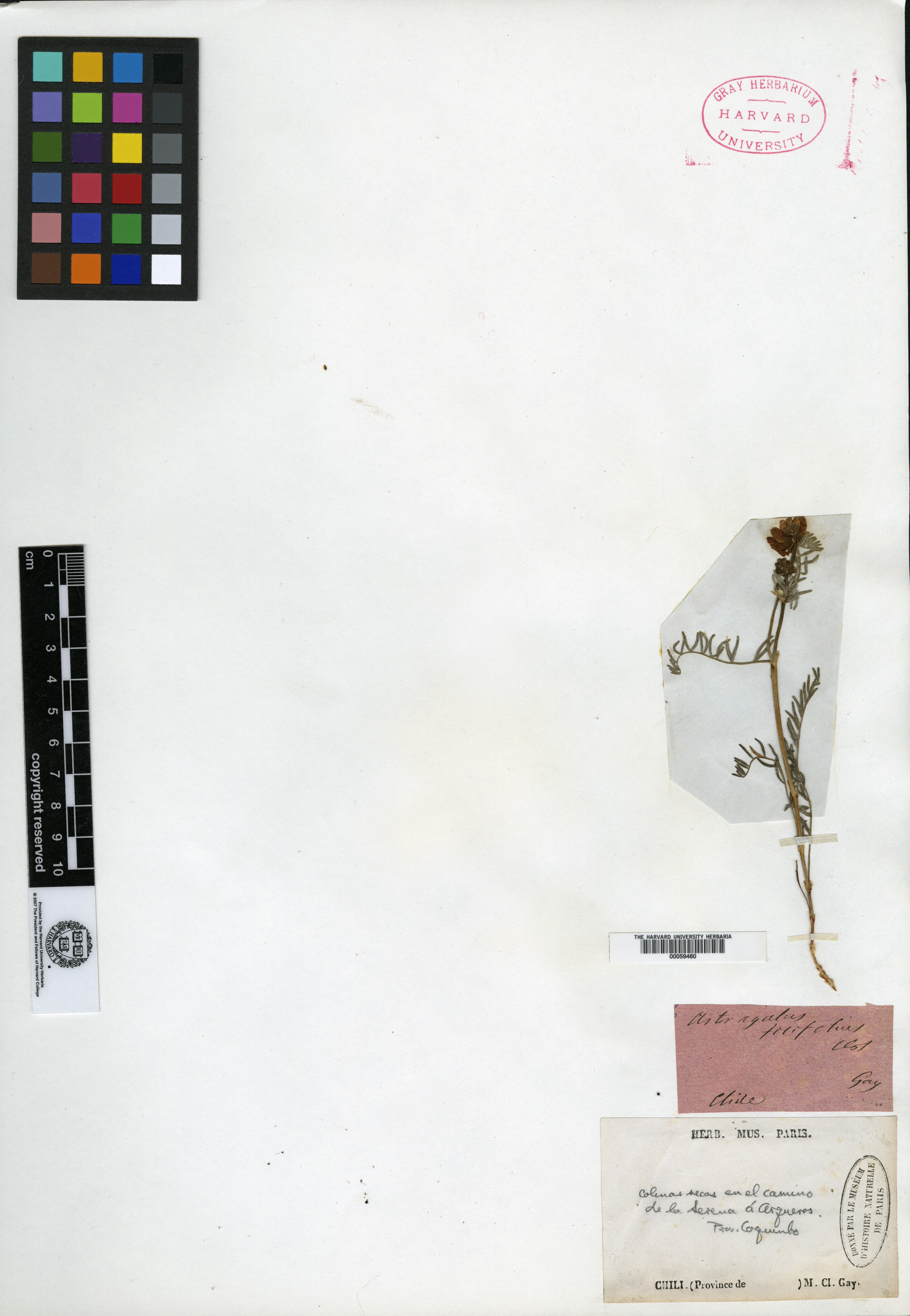 Astragalus frigidus image