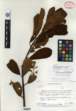 Saurauia stapfiana var. radiata image