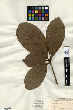 Pleurothyrium palmanum image