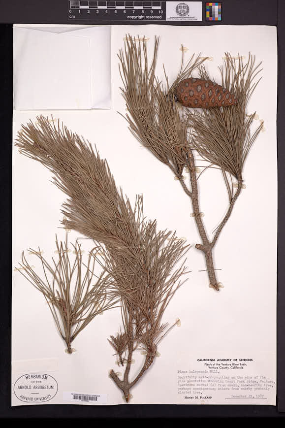 Pinus halepensis image