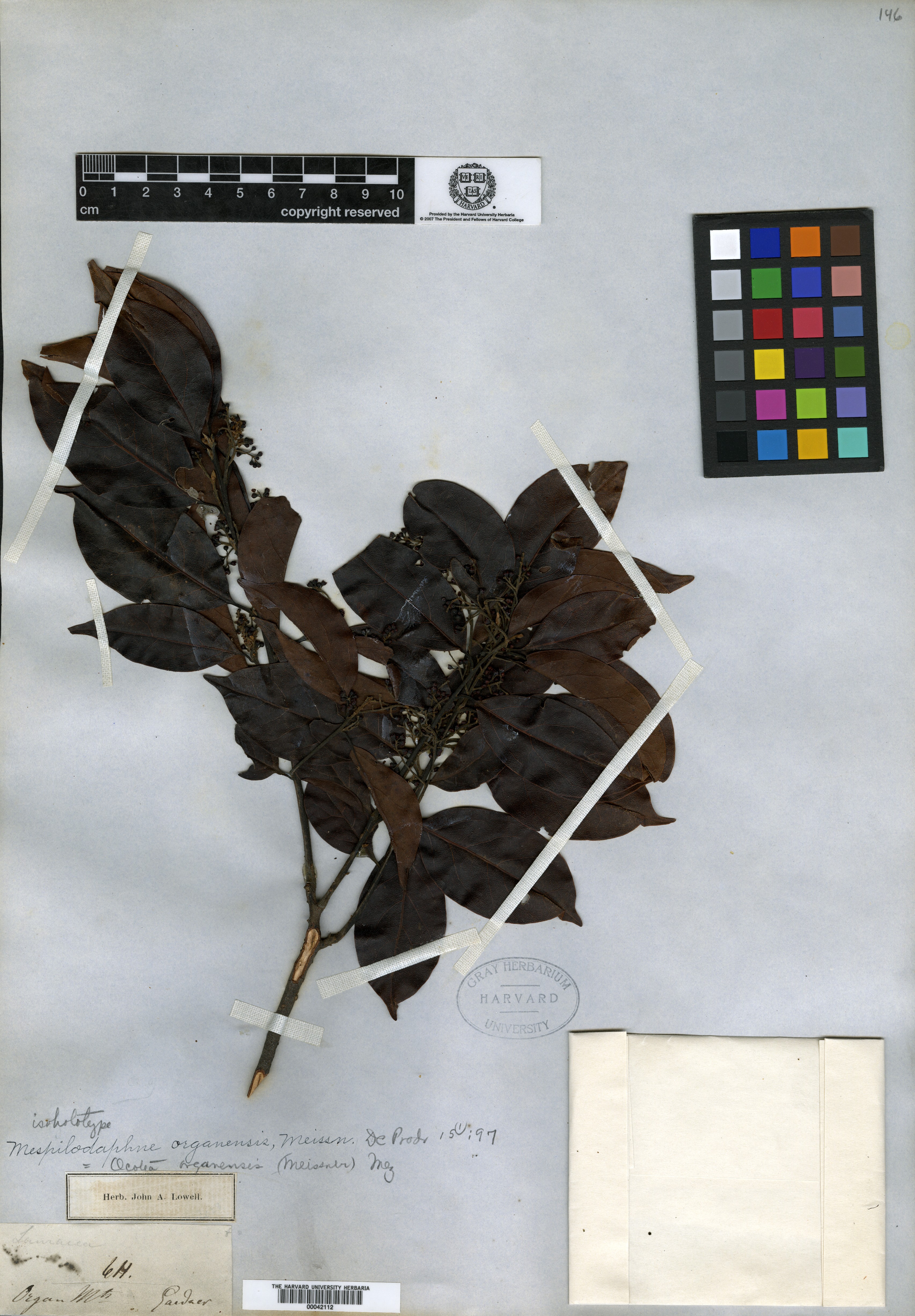 Nectandra ambigens image