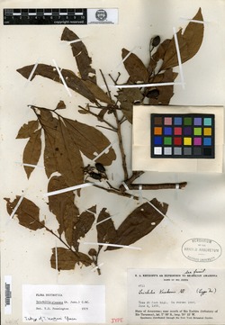 Trichilia pachypoda image