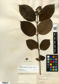 Forsteronia mollis image