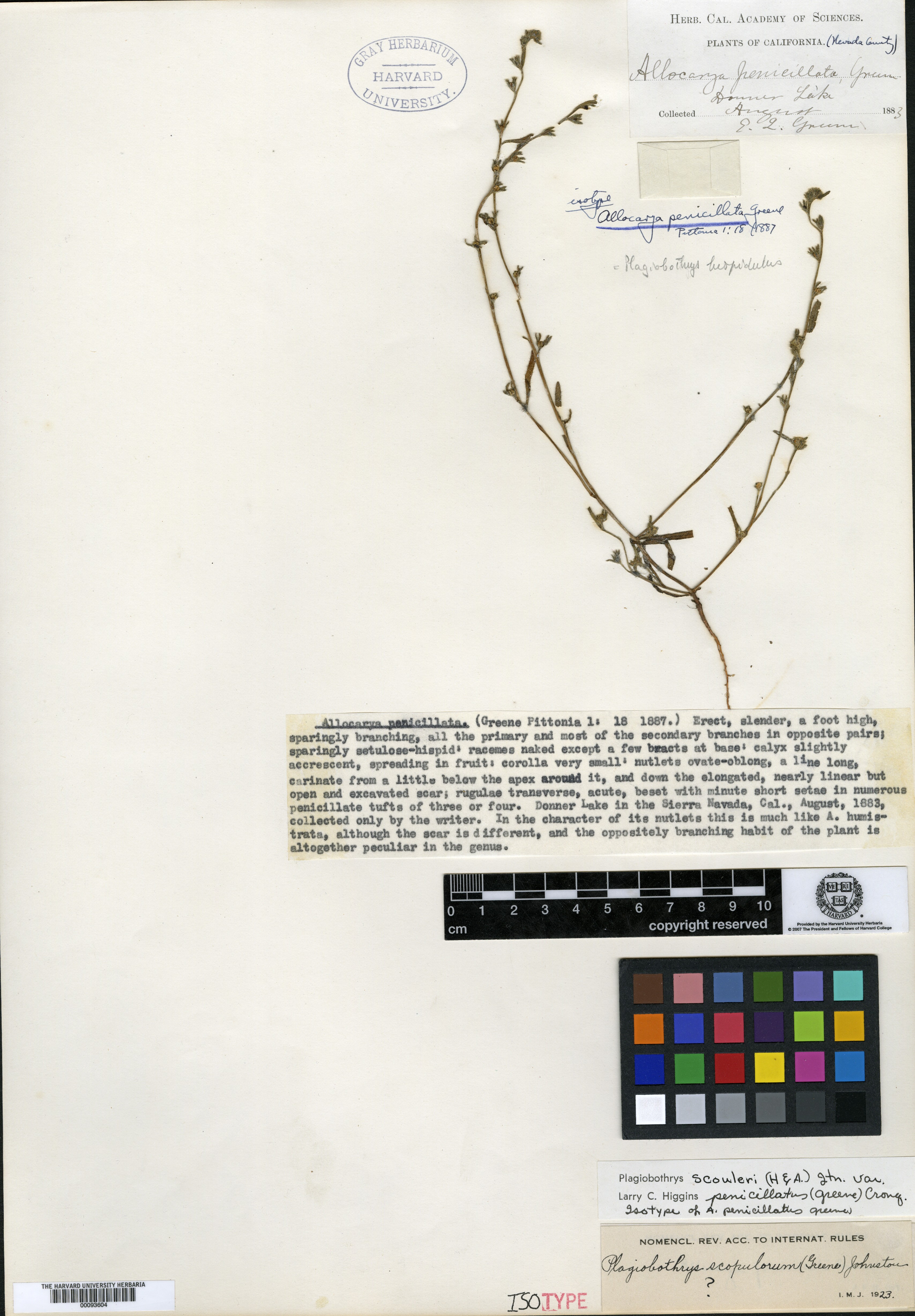 Allocarya penicillata image