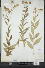 Eurybia radula image