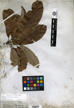 Persea benthamiana image