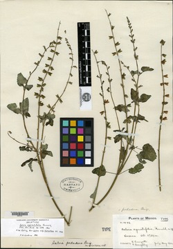 Salvia podadena image