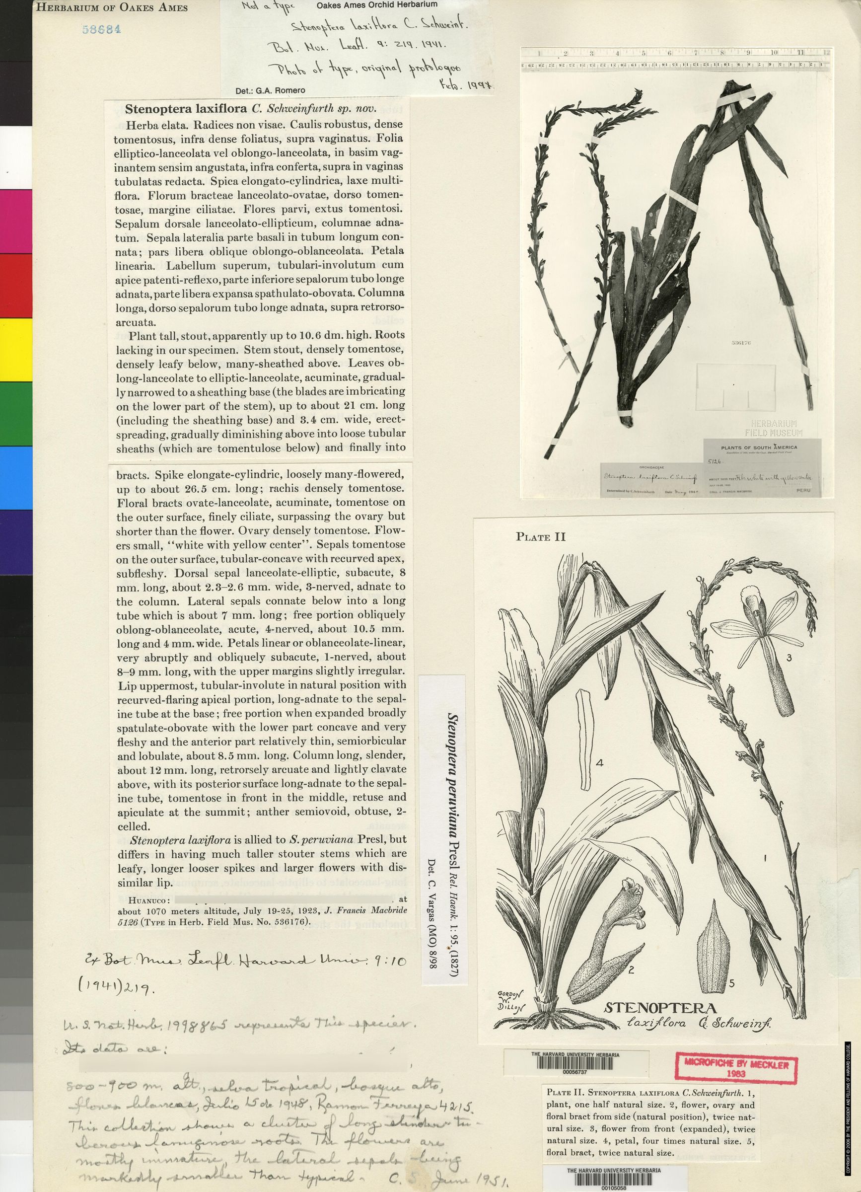 Stenoptera laxiflora image