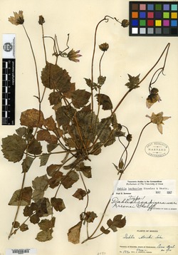 Dahlia australis image