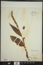 Platanthera flava var. herbiola image