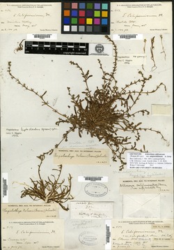 Eritrichium californicum image