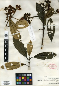 Miconia asclepiadea image