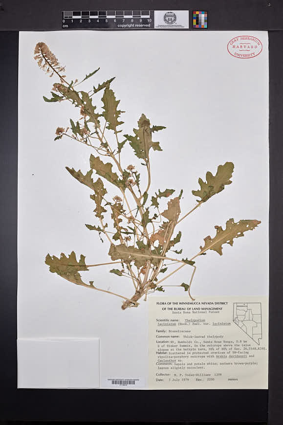 Thelypodium laciniatum image