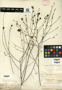 Gerardia aphylla image
