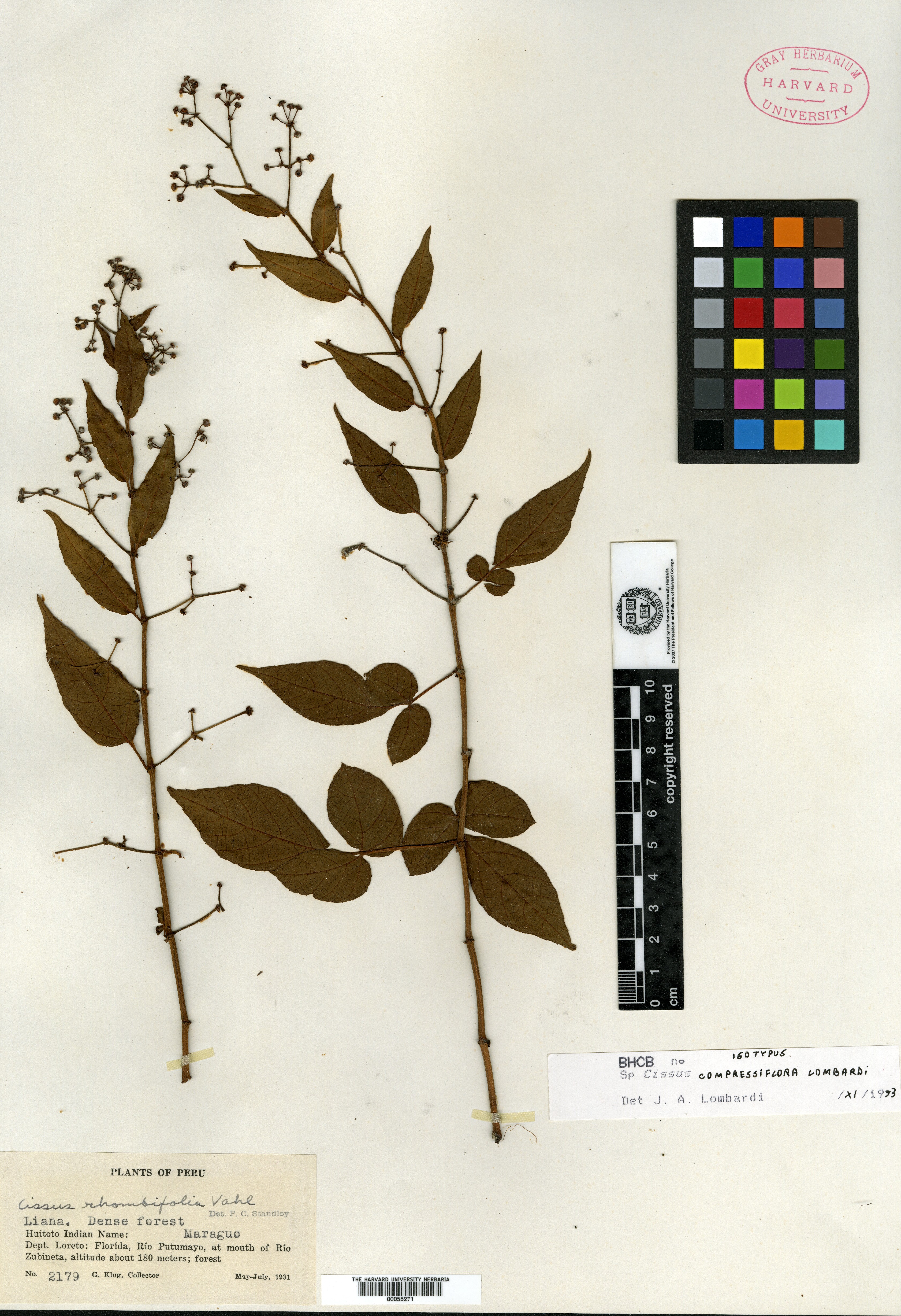Cissus compressiflora image
