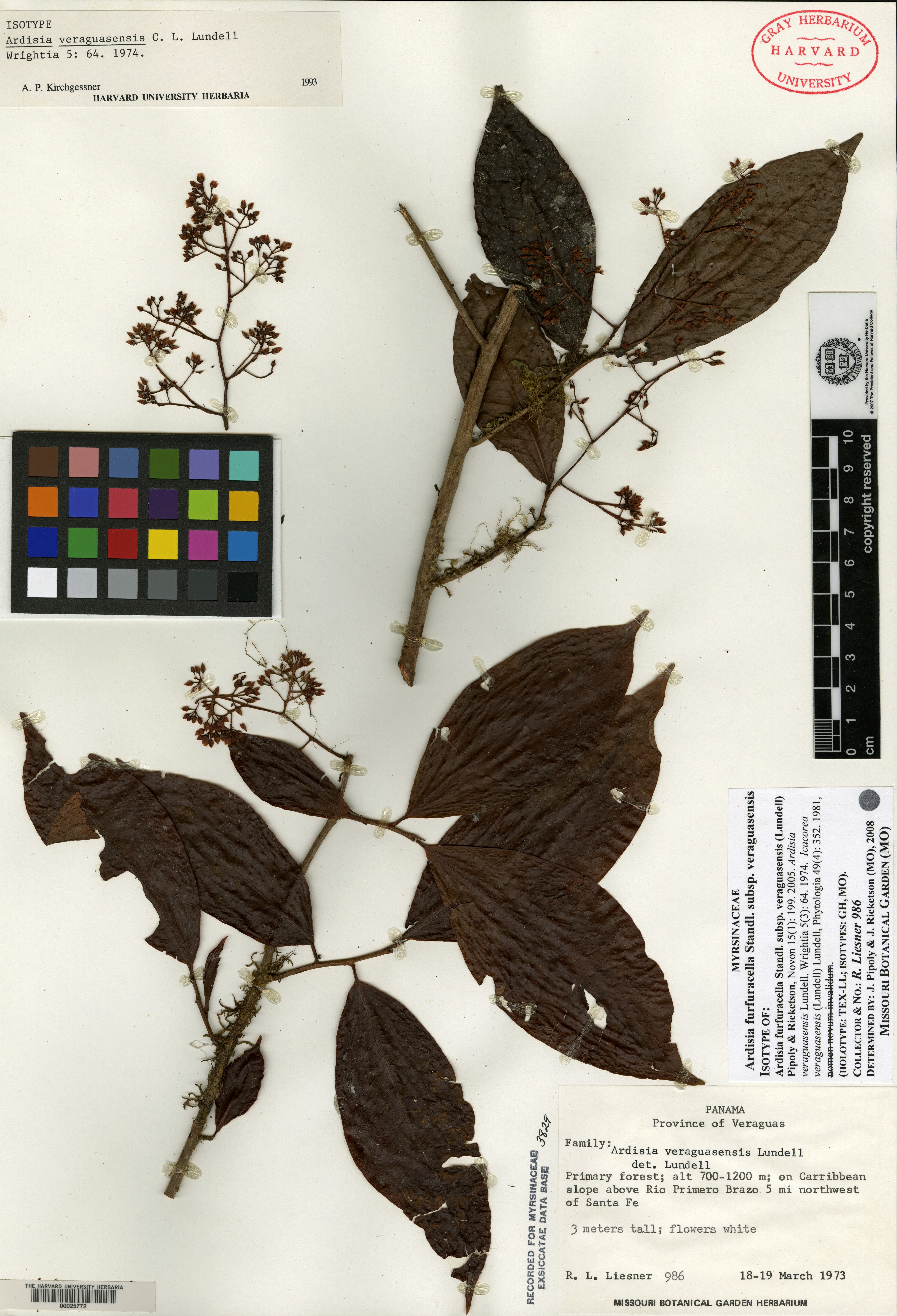 Ardisia furfuracella subsp. veraguasensis image