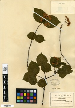 Viburnum ciliatum image