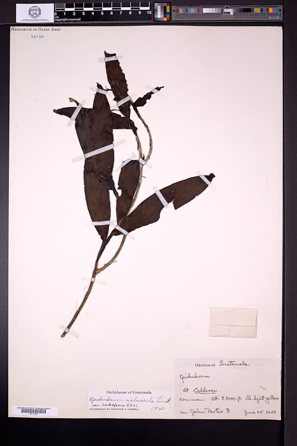 Epidendrum radioferens image