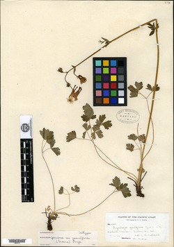 Aquilegia pauciflora image
