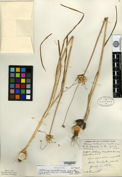 Allium canadense var. robustum image