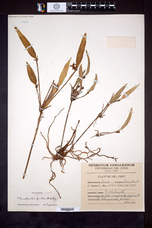 Myoxanthus frutex image