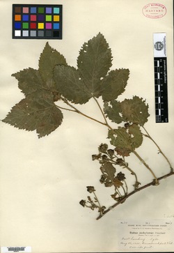 Rubus arundelanus image
