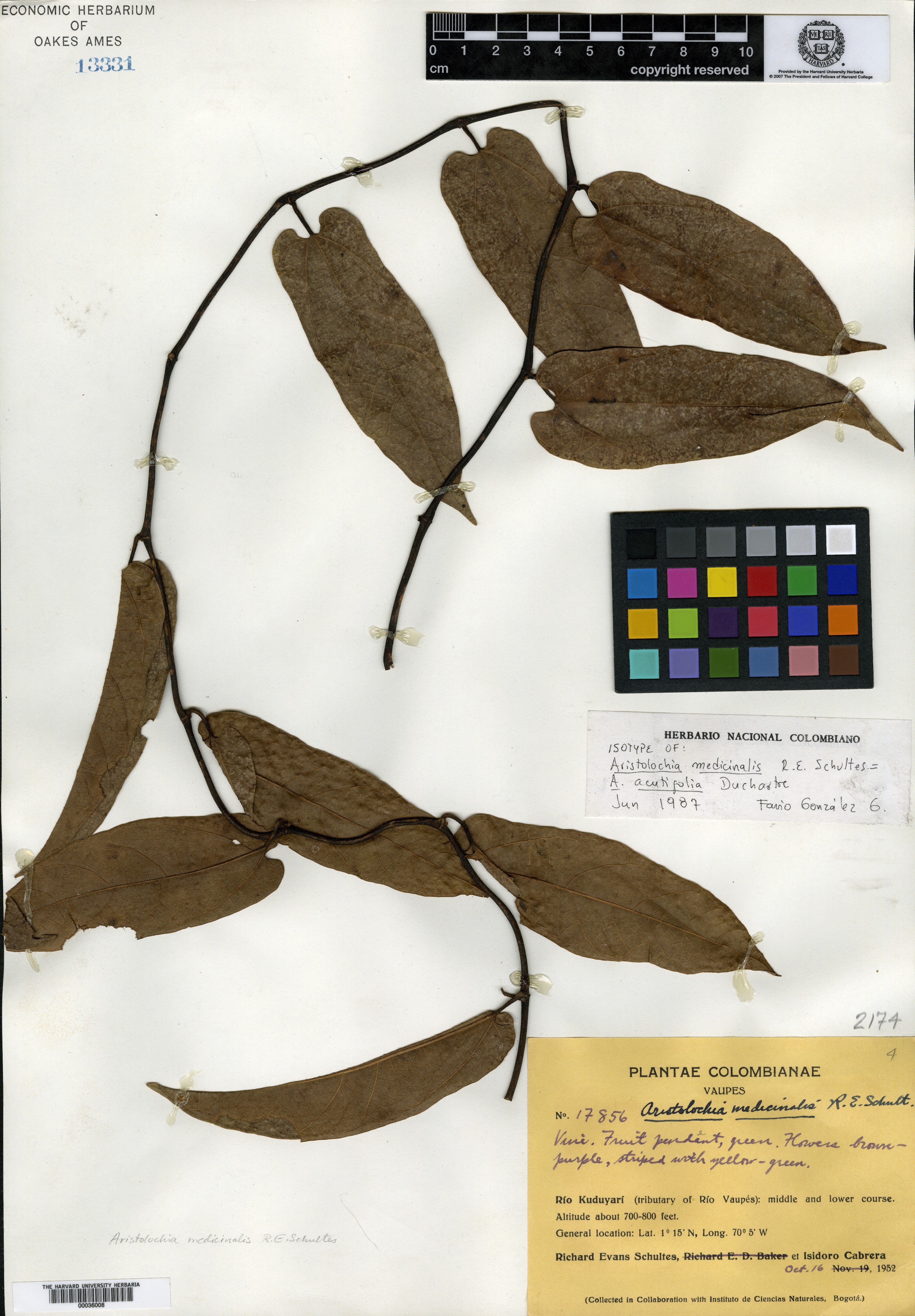Aristolochia medicinalis image