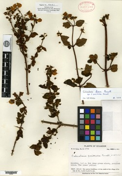 Calceolaria parotricha image
