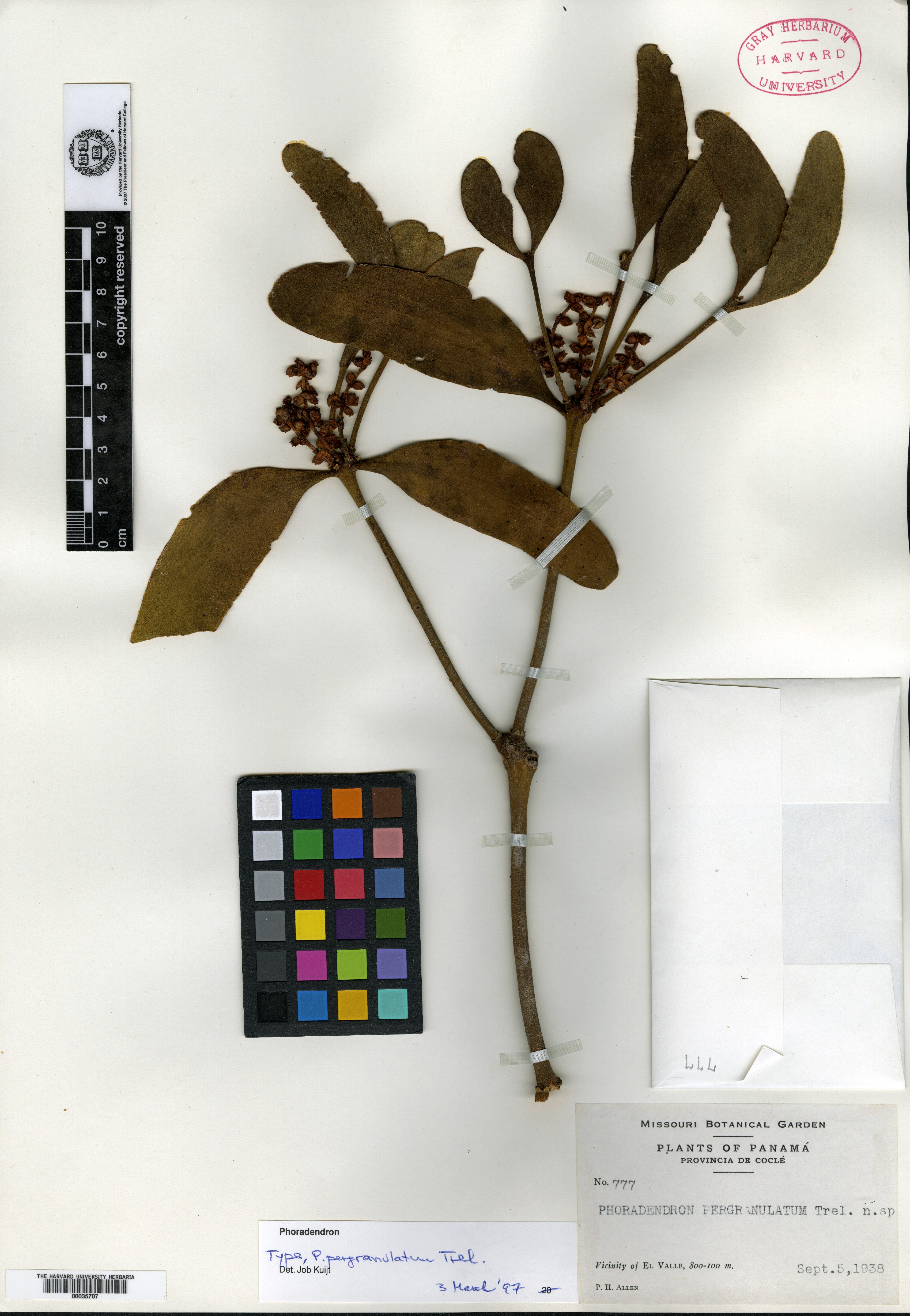 Phoradendron pergranulatum image