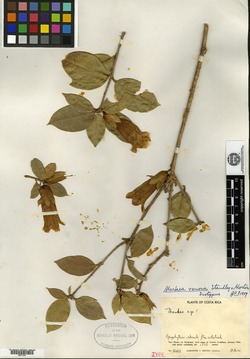 Schultesianthus venosus image