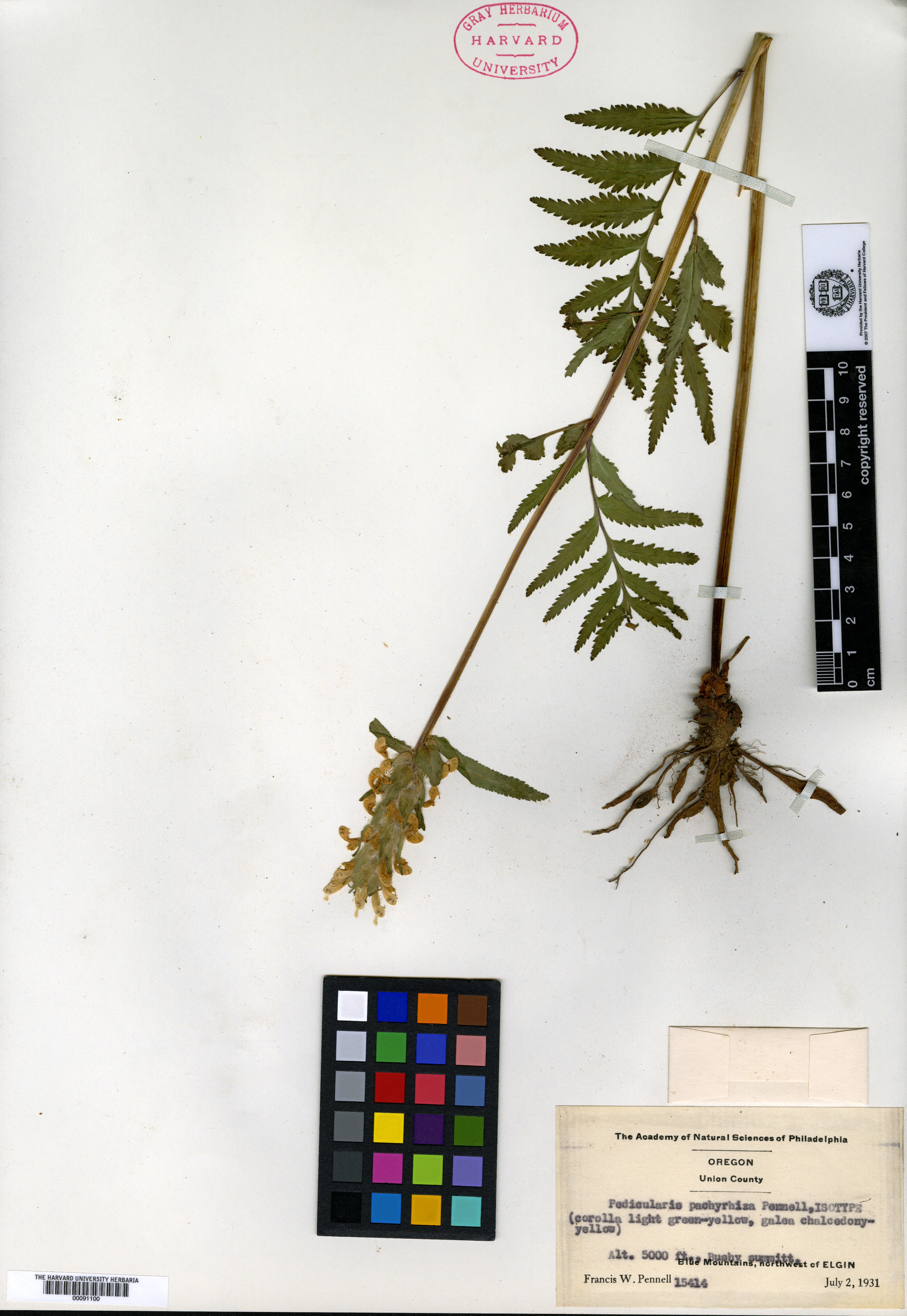 Pedicularis pachyrhiza image